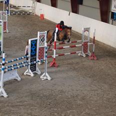 Irsk Sportspony Coillcru Flight