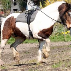 Irish Cob Crossbreed Palle