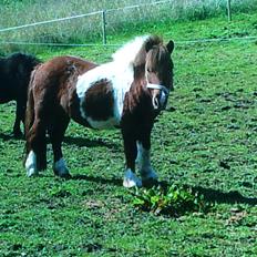 Shetlænder Dalagers Taz