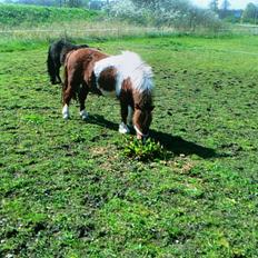 Shetlænder Dalagers Taz