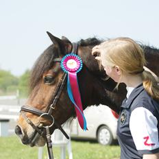 Welsh Cob (sec D) Valhallas (DK) Mabon Mai