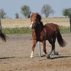Welsh Pony (sec B) Lyngdalgårds Denore