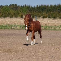 Welsh Pony (sec B) Lyngdalgårds Denore