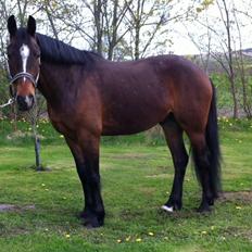 Anden særlig race Johannesgaards Kassim