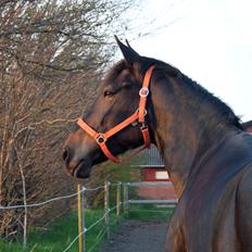 Anden særlig race Casino Royale(Black Star)