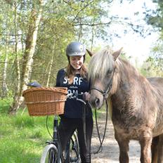 Islænder Jóki fra Voreslyst *Max*