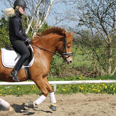 New Forest Spirit (Tidl. part)