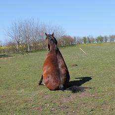 Anden særlig race kouros