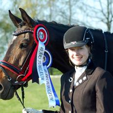 Trakehner Turned Up At Noon