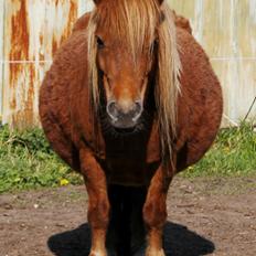 Anden særlig race Ruby