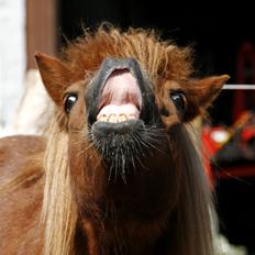 Anden særlig race Ruby