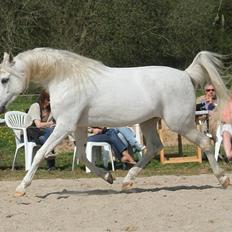 Arabisk fuldblod (OX) Esseg