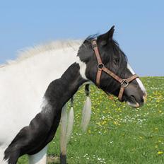 Irish Cob Holms  Emmely