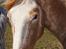 Appaloosa Mister Sebrano