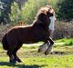 Irish Cob Troelsegaardens Caffrey (Joey)