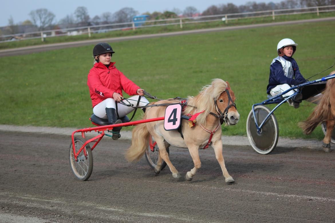 Shetlænder Emma - Så vi i Sverige :) vi kom hjem med en fantastisk flot 3. og 1. plads! :D billede 3