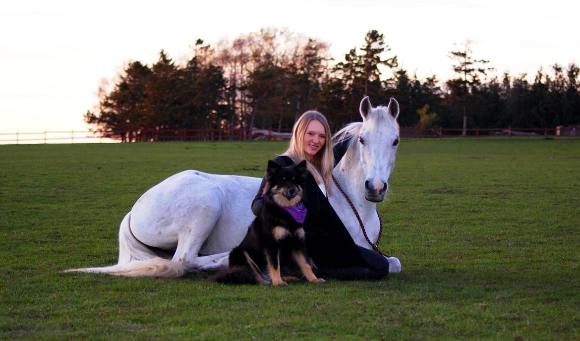 DSP Præstemarkens Mahogni |Honey| - Mine yndlings piger<3 billede 3