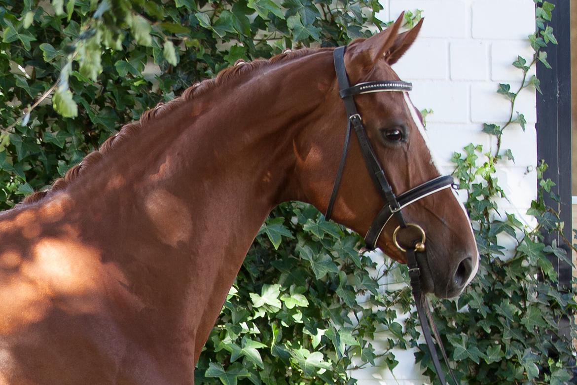 Hannoveraner Lady La Martina billede 9