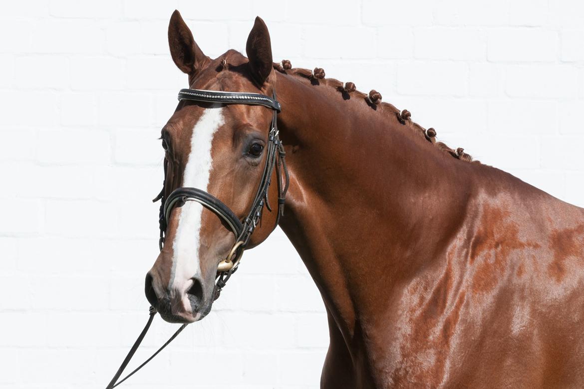 Hannoveraner Lady La Martina billede 11