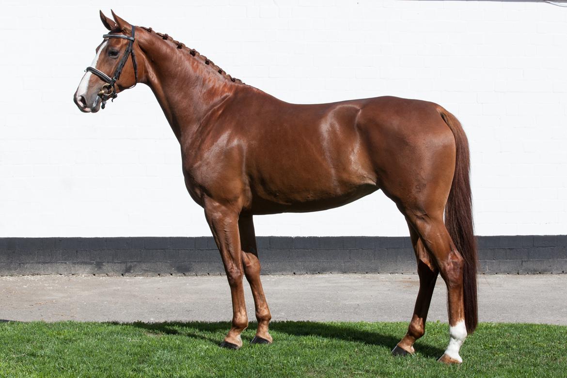 Hannoveraner Lady La Martina billede 6