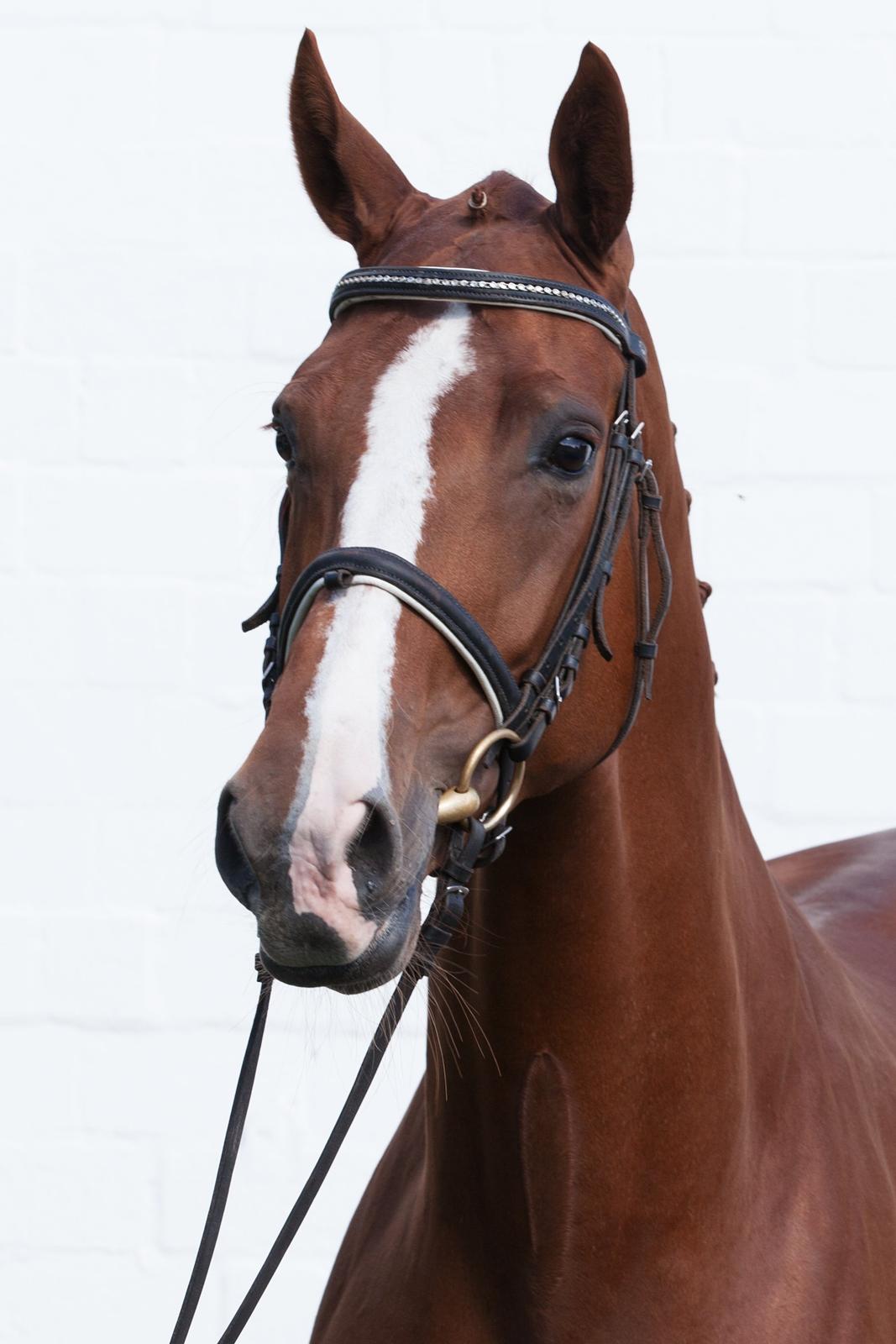 Hannoveraner Lady La Martina billede 17