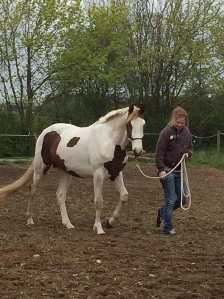 Pinto Aston A Kila billede 35