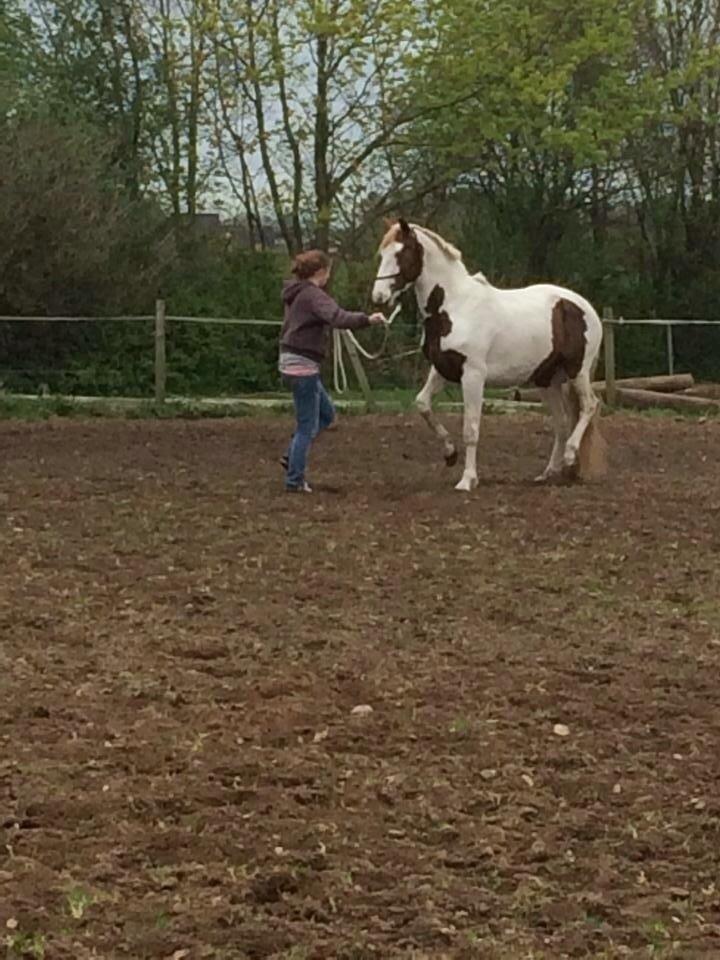 Pinto Aston A Kila billede 34