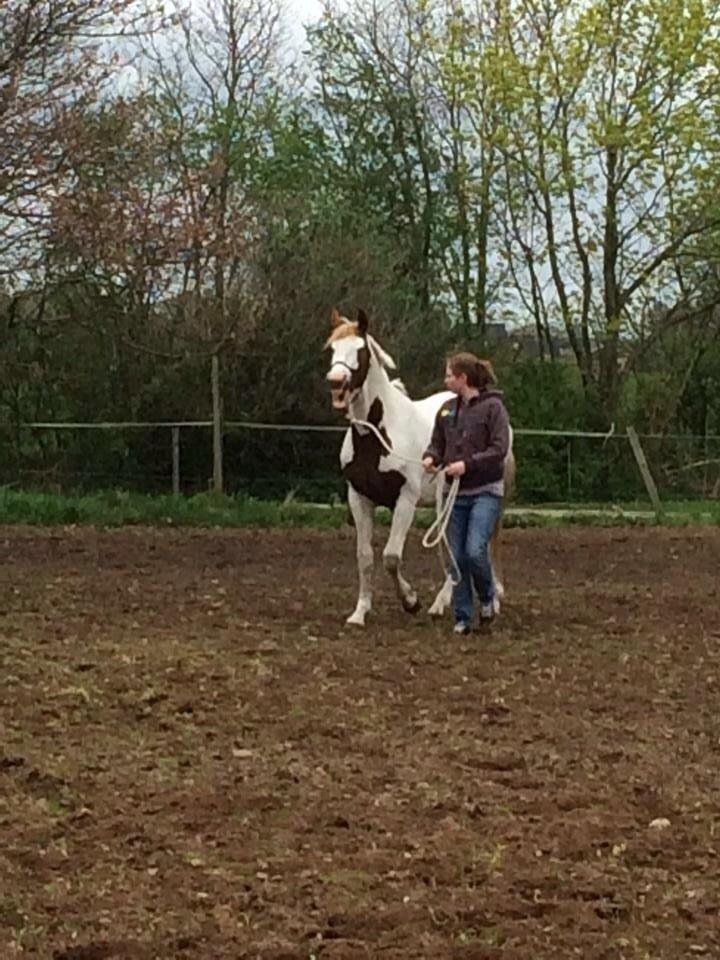 Pinto Aston A Kila billede 38