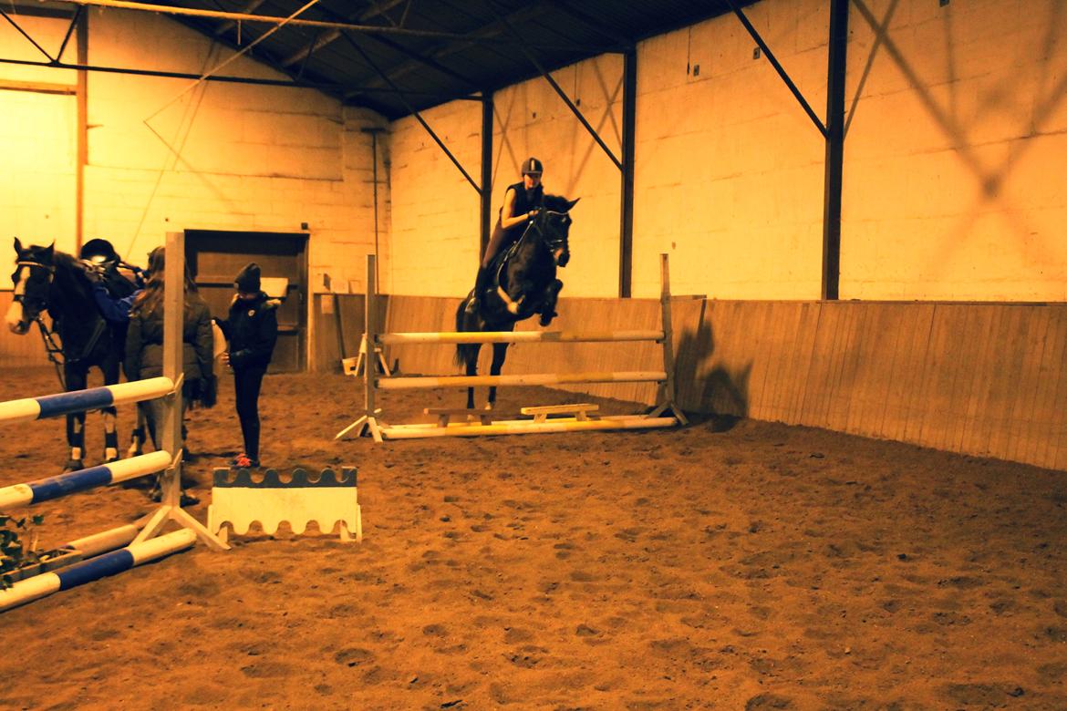 New Forest Elmholts Furore  billede 11