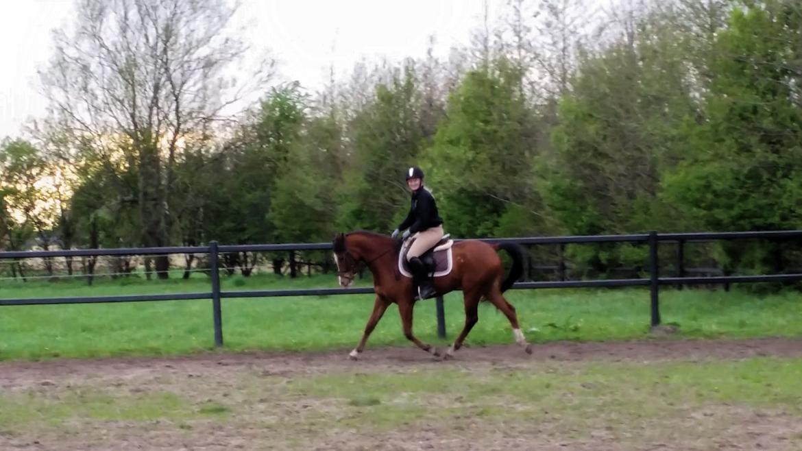 Arabisk fuldblod (OX) Raketten (Rooster) *Ponydyret* - Foråret 2014, billedet er taget fra videoklip billede 13