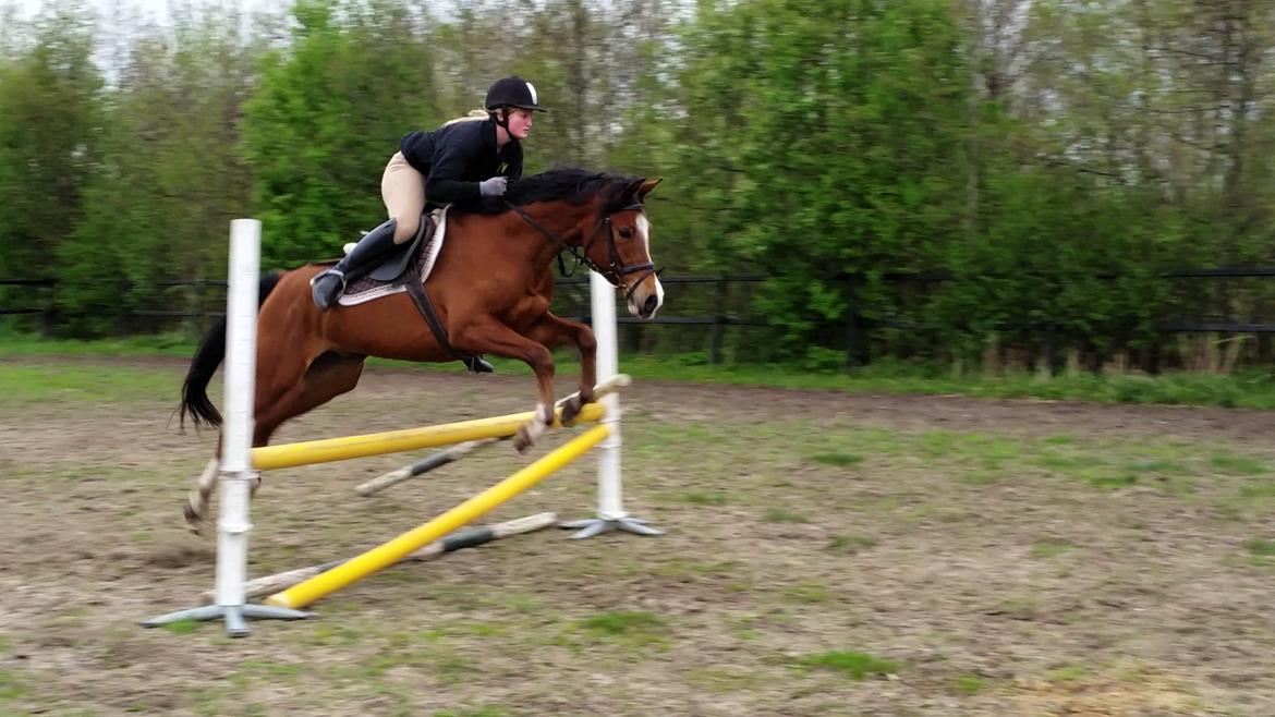 Arabisk fuldblod (OX) Raketten (Rooster) *Ponydyret* - Foråret 2014, billedet er taget fra videoklip billede 15