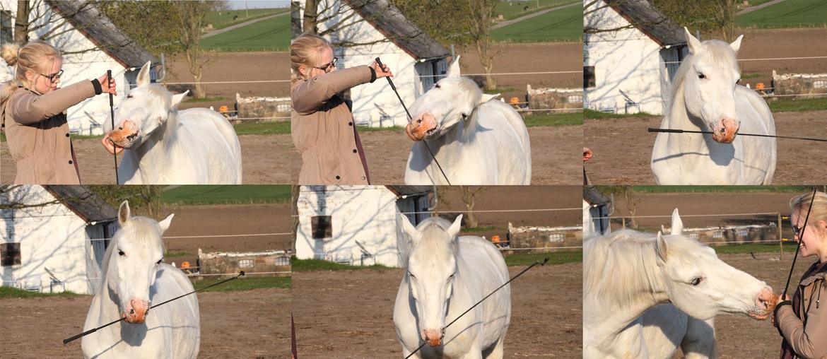 Anden særlig race Peter Plys billede 18