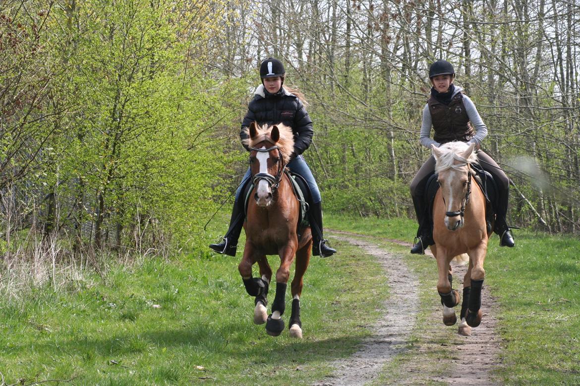 DSP Bæklunds Leonardo - Hyggelig galop tur på hans fødselsdag billede 18