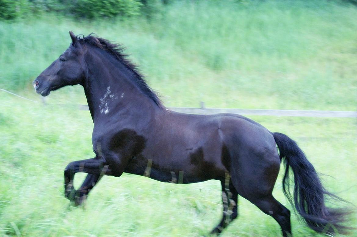 Anden særlig race Sorte  ( safir )  billede 1