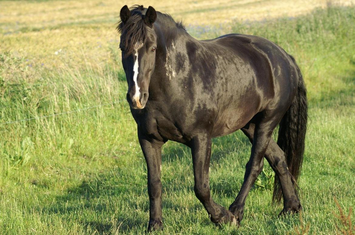 Anden særlig race Sorte  ( safir )  billede 5