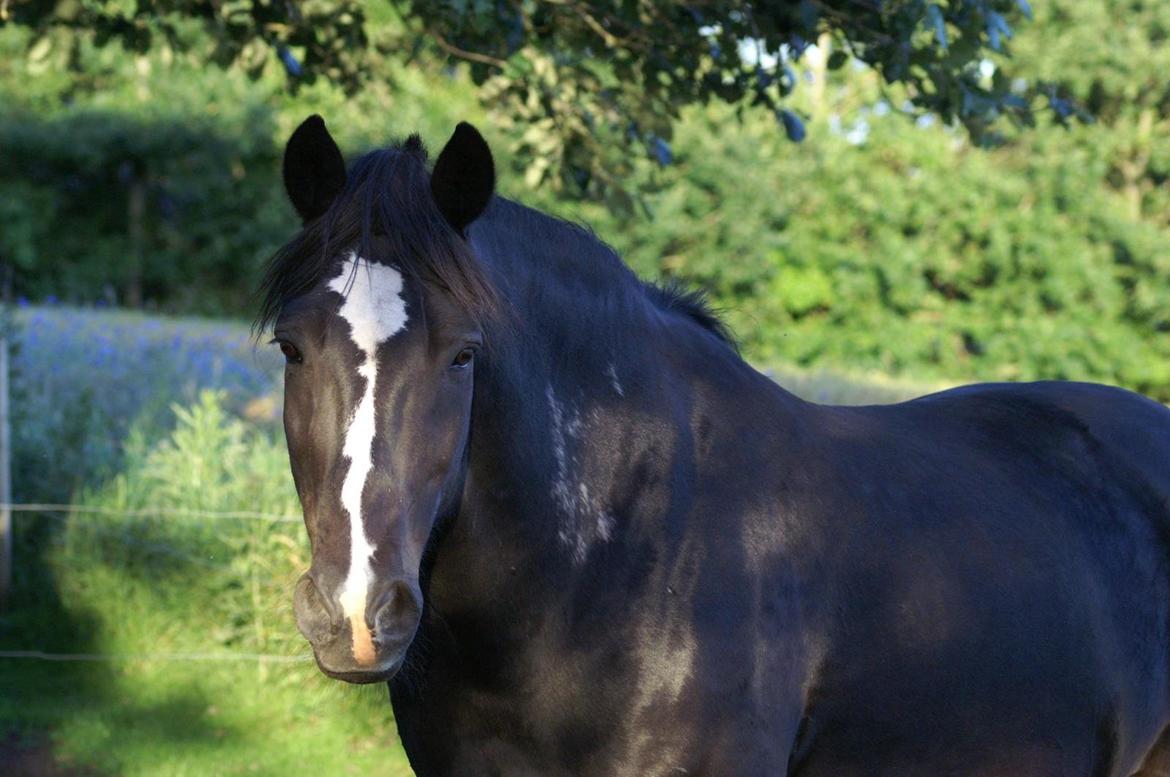 Anden særlig race Sorte  ( safir )  billede 4