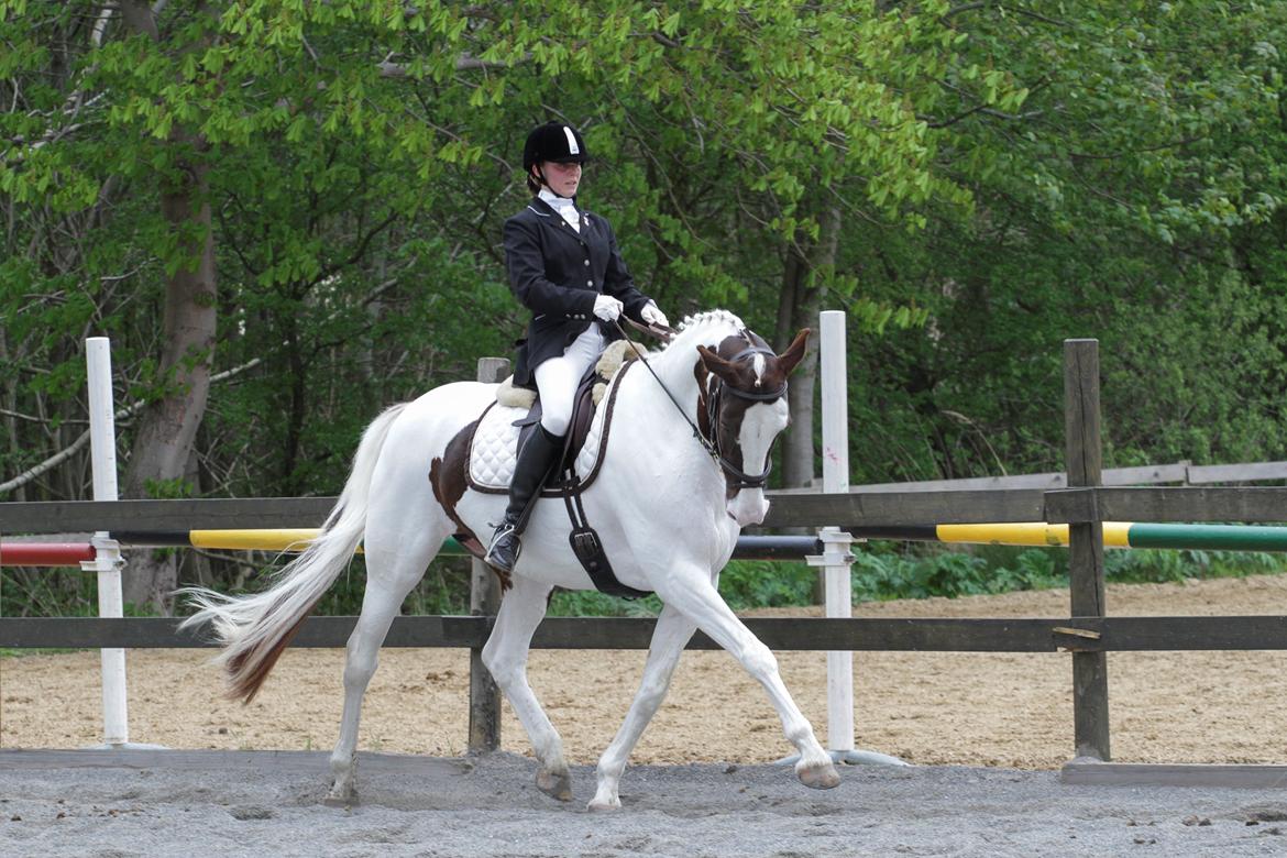 Pinto Apatchie A'nikka billede 16