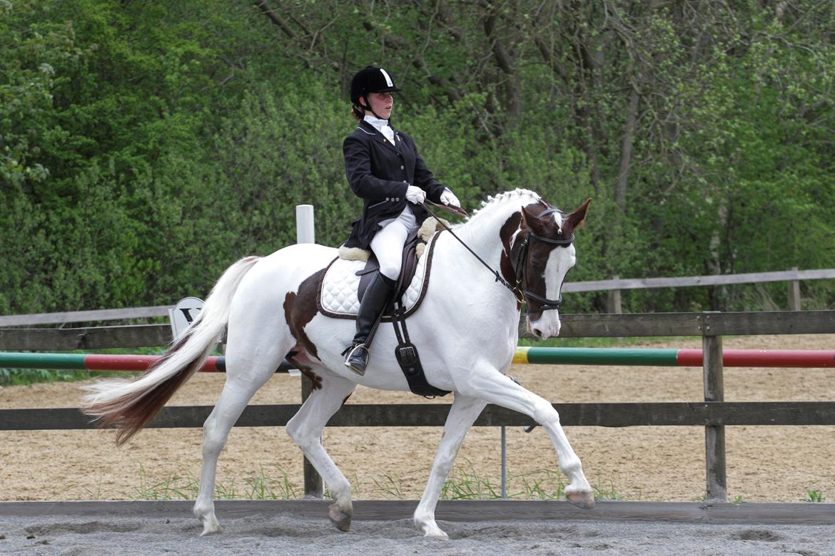 Pinto Apatchie A'nikka billede 17