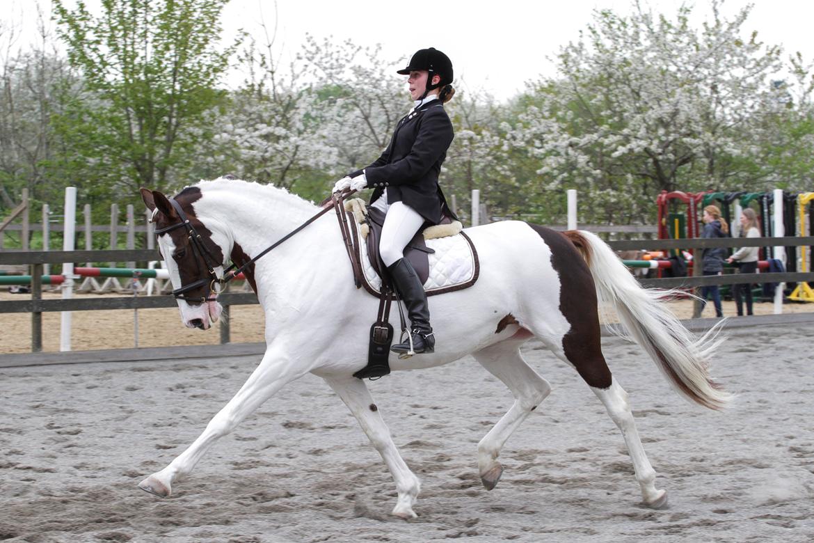 Pinto Apatchie A'nikka billede 19