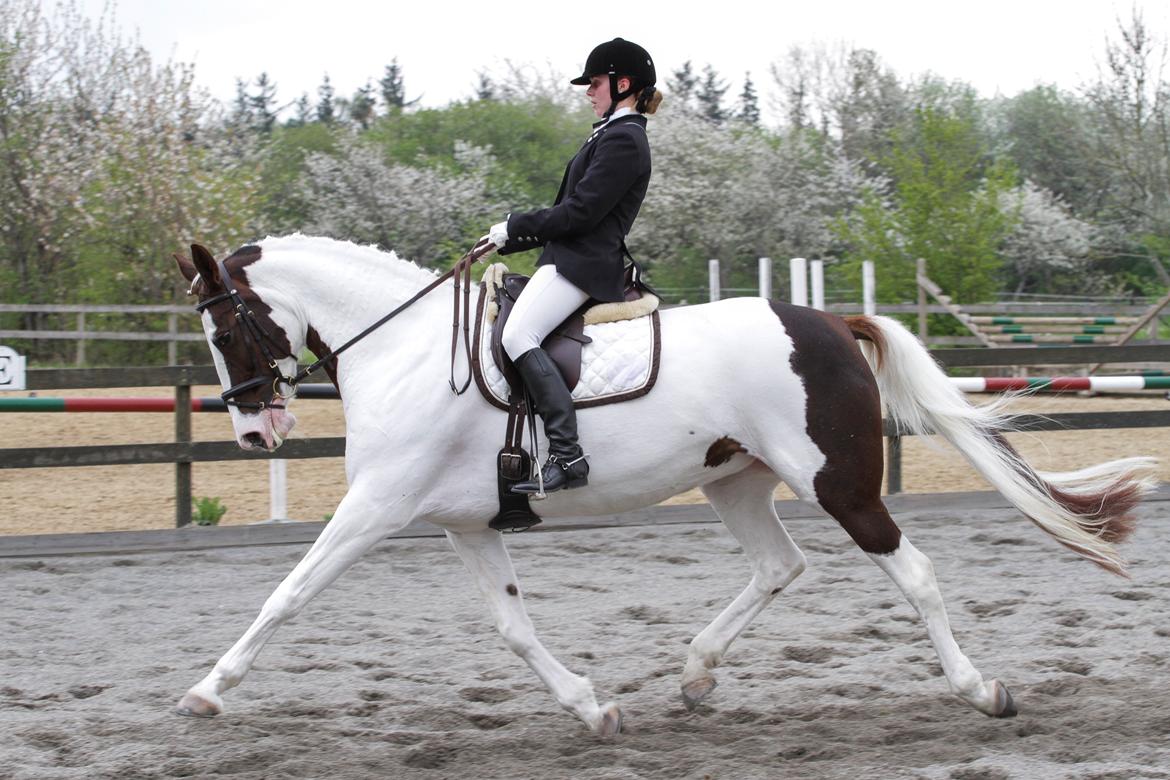 Pinto Apatchie A'nikka billede 20