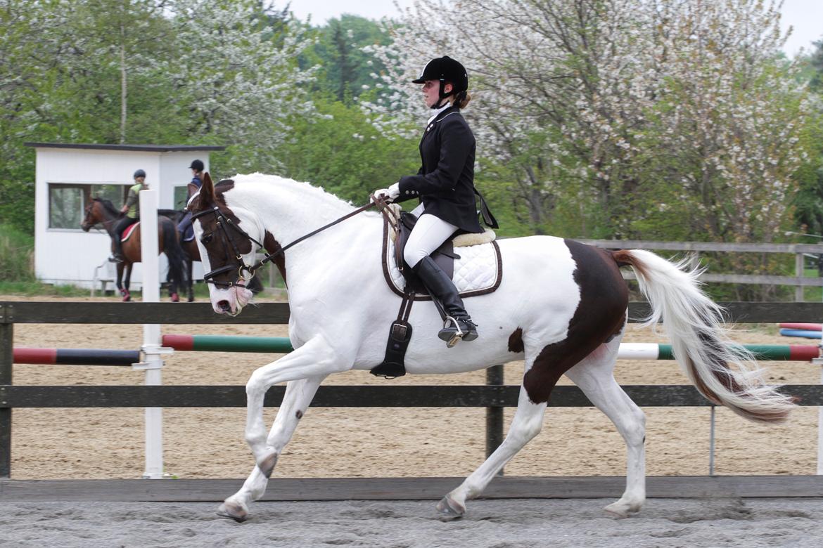 Pinto Apatchie A'nikka billede 18