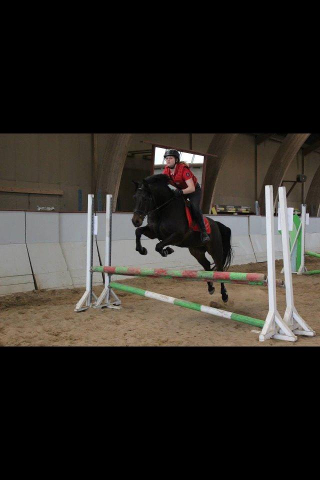 DSP Nørelunds Negro billede 14