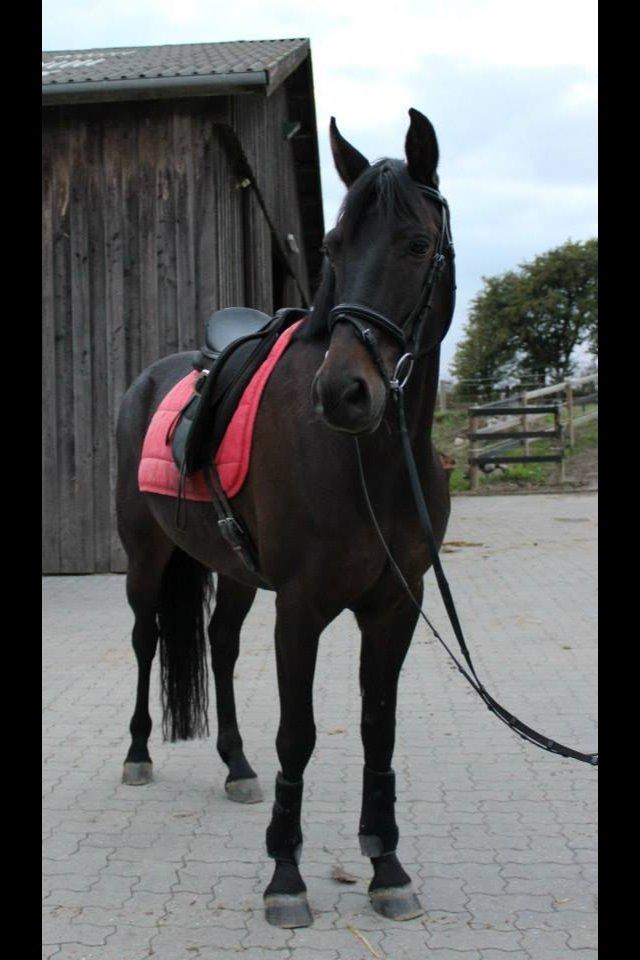 DSP Nørelunds Negro billede 15