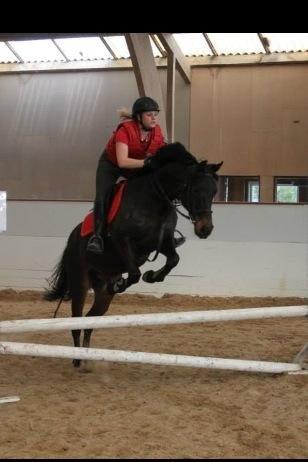 DSP Nørelunds Negro billede 16