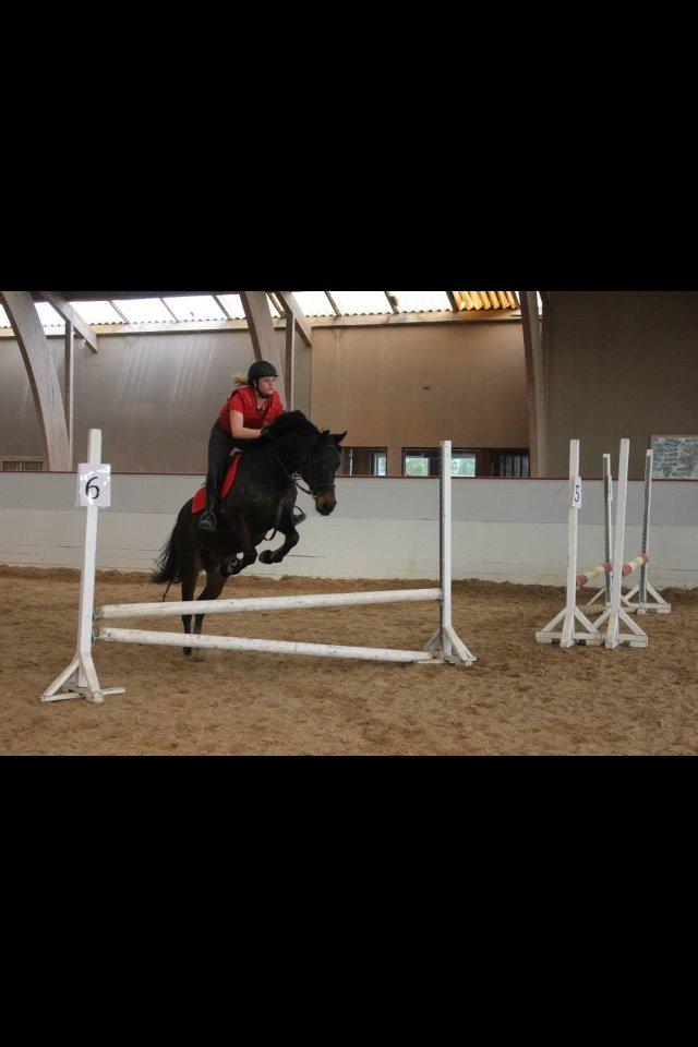 DSP Nørelunds Negro billede 19