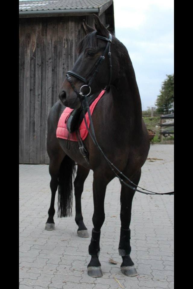 DSP Nørelunds Negro billede 17