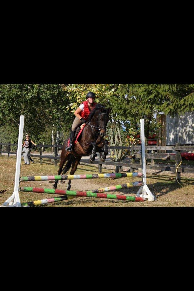 DSP Nørelunds Negro billede 21