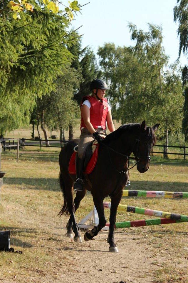 DSP Nørelunds Negro billede 20