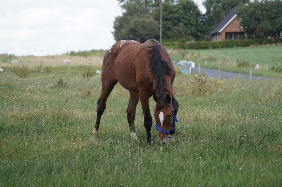 Knabstrupper Friis Secoya [min hund] billede 7