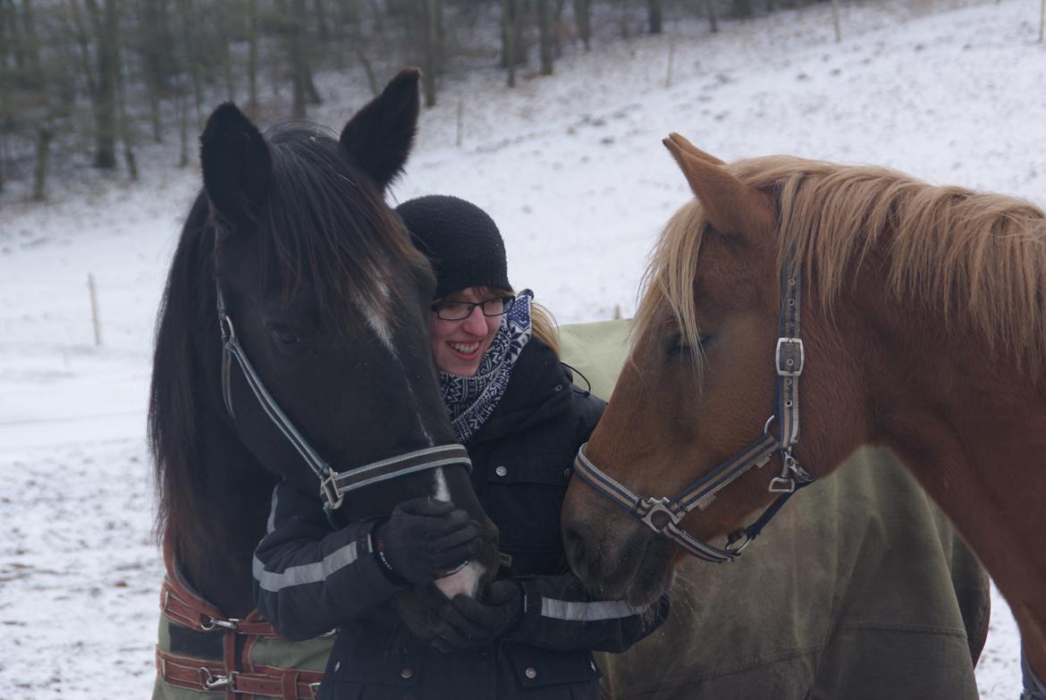 Anden særlig race Isara billede 8